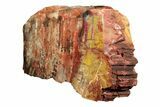Polished, Petrified Wood (Araucarioxylon) - Arizona #193711-1